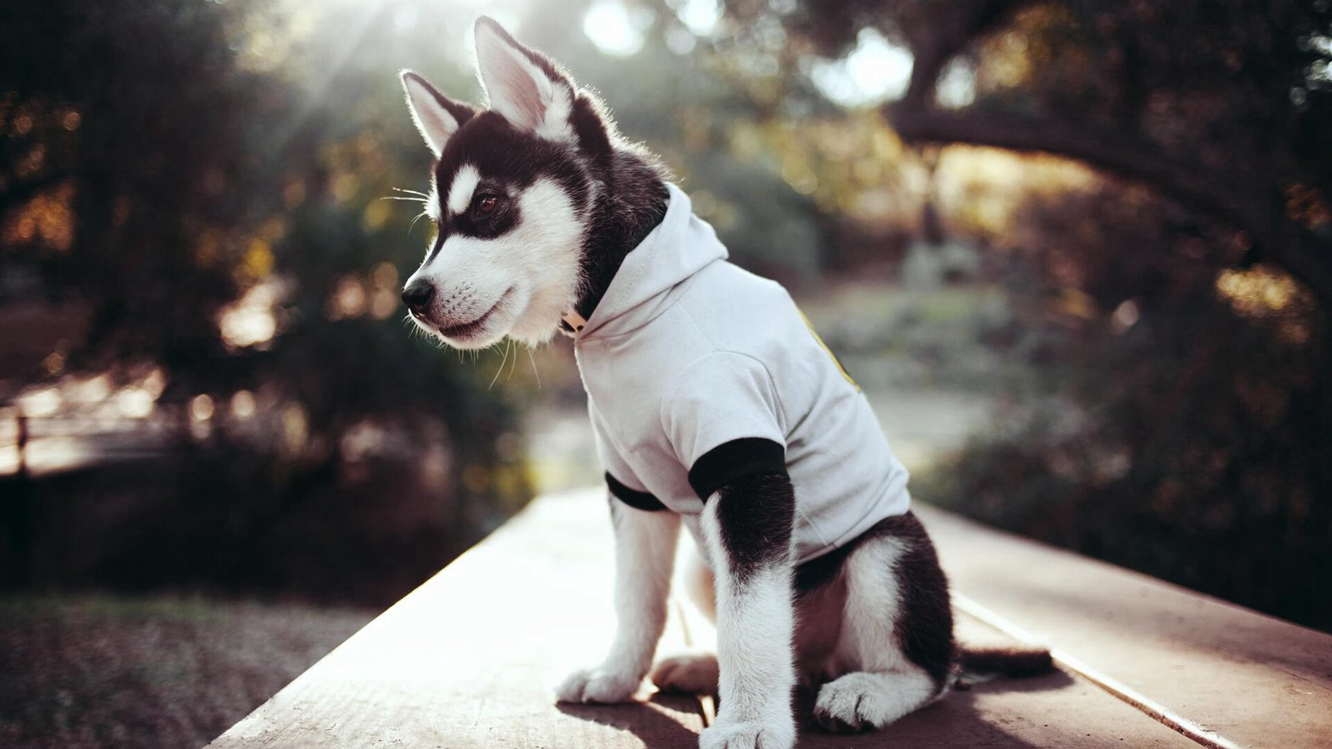 F1新兴市场:亚洲市场的崛起