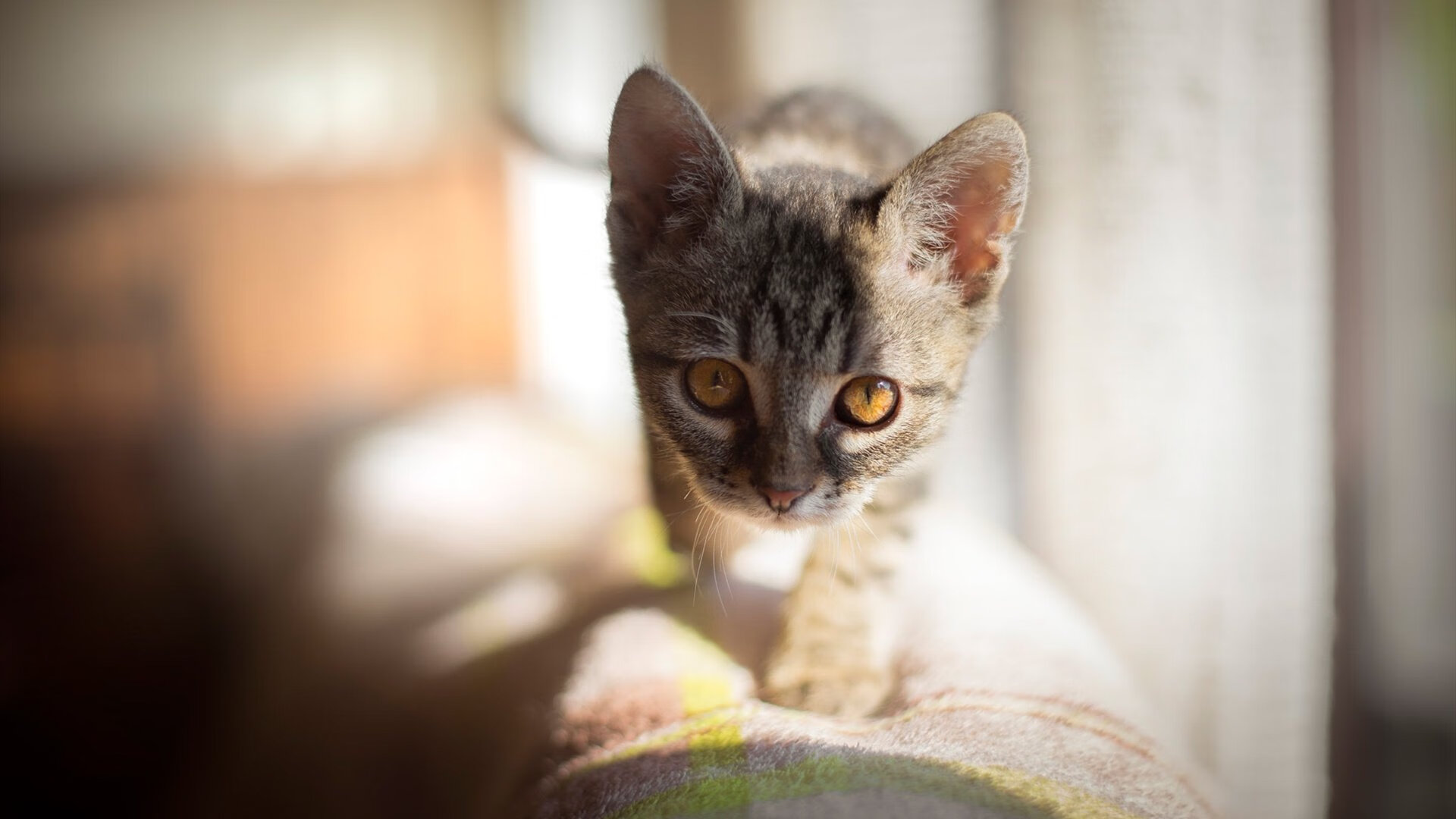 _滑索体验新高度：冒险者的极限挑战_，冒险者的能力极限