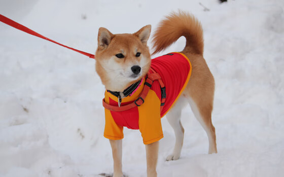 爱游戏娱乐平台-_滑雪新科技：智能装备引领冬季运动未来_，滑雪设备叫什么名字