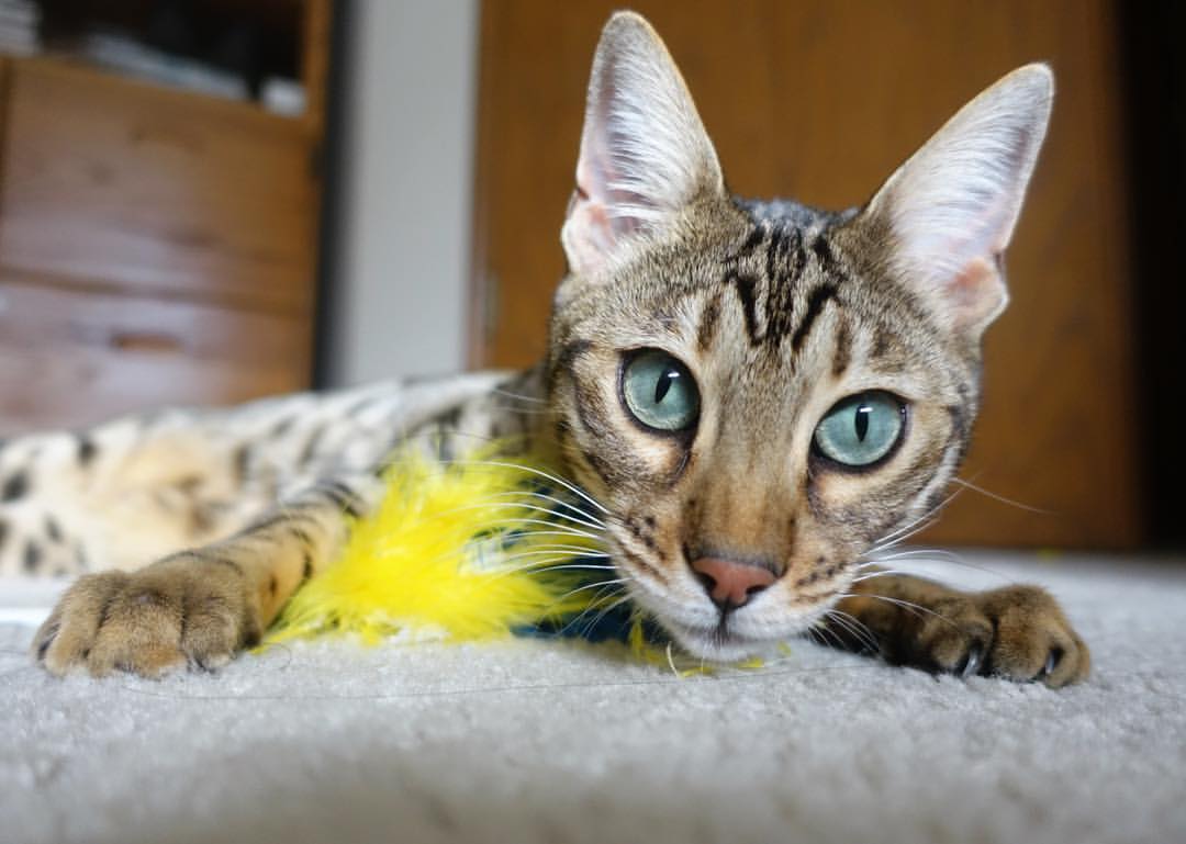 “球员后场秘密:不起眼的训练细节曝光”,后场球发力顺序