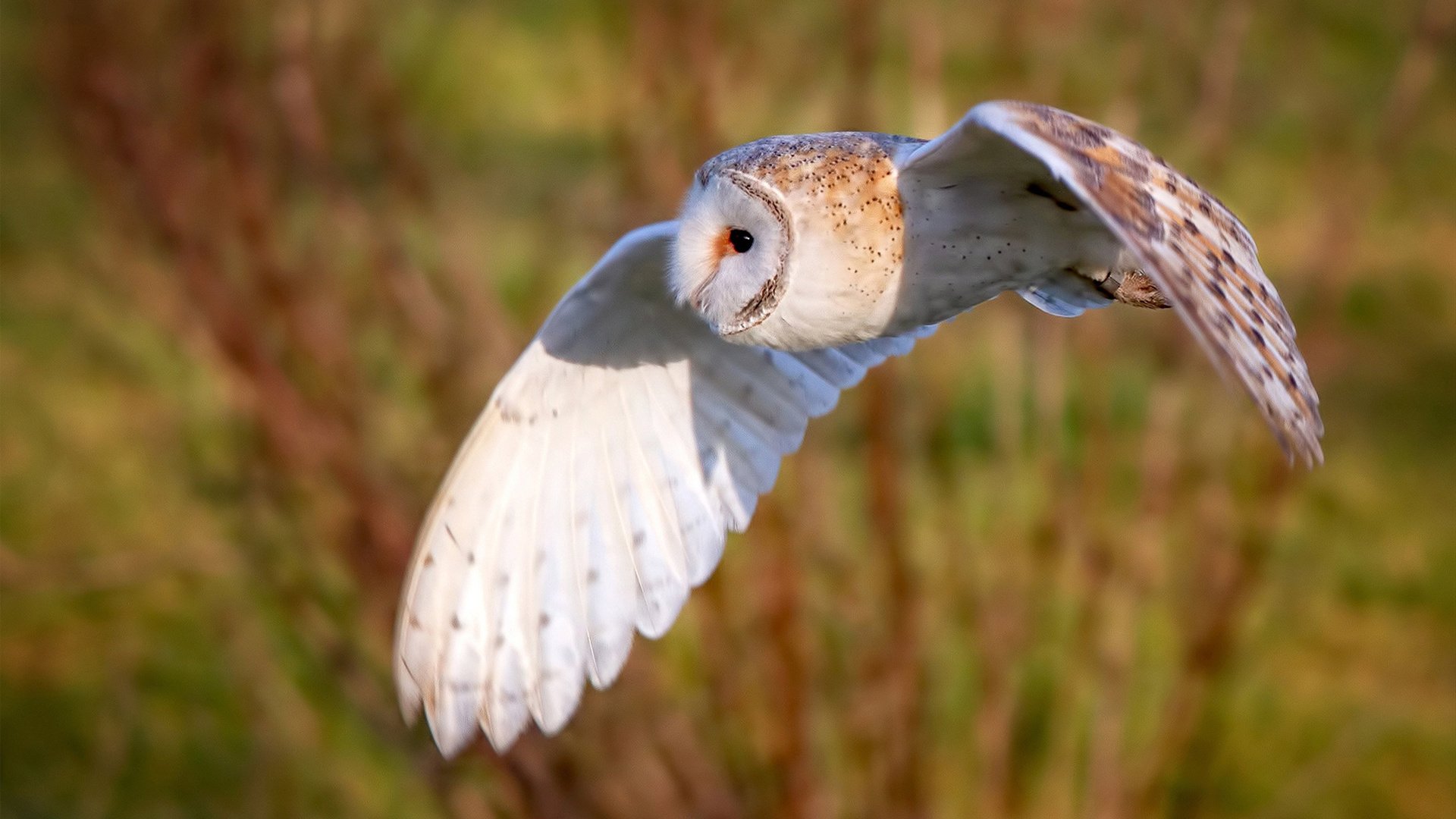 “青少年足球科技创新大赛引领行业潮流”,青少年足球赛事