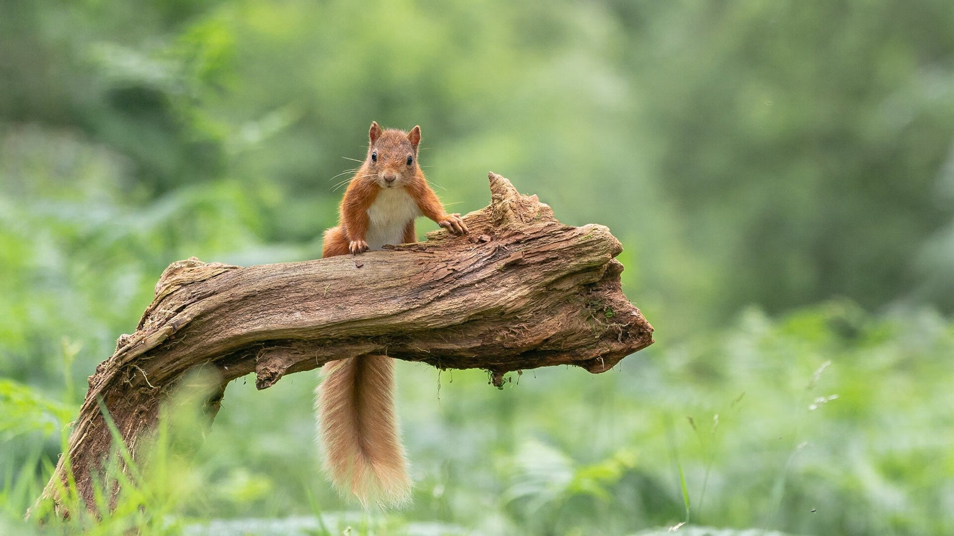 AYX GAME-“青少年足球科技创新实验班在全国推广，激发创造力”，青少年足球学校