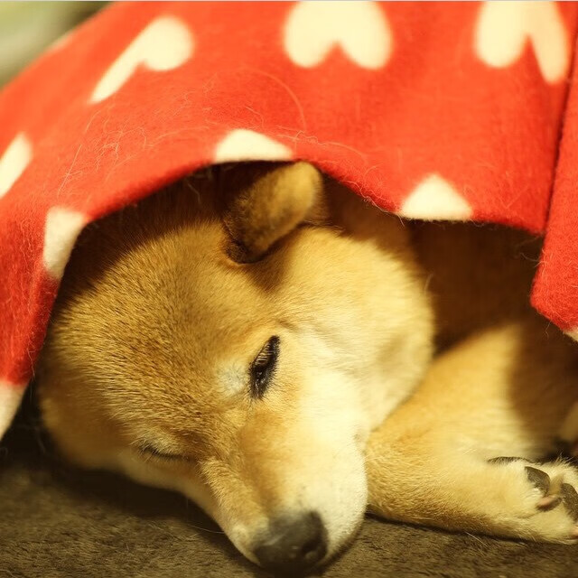 “青少年足球科普体育文化讲座在全国校园广泛开展”,全国青少年足球示范课教案