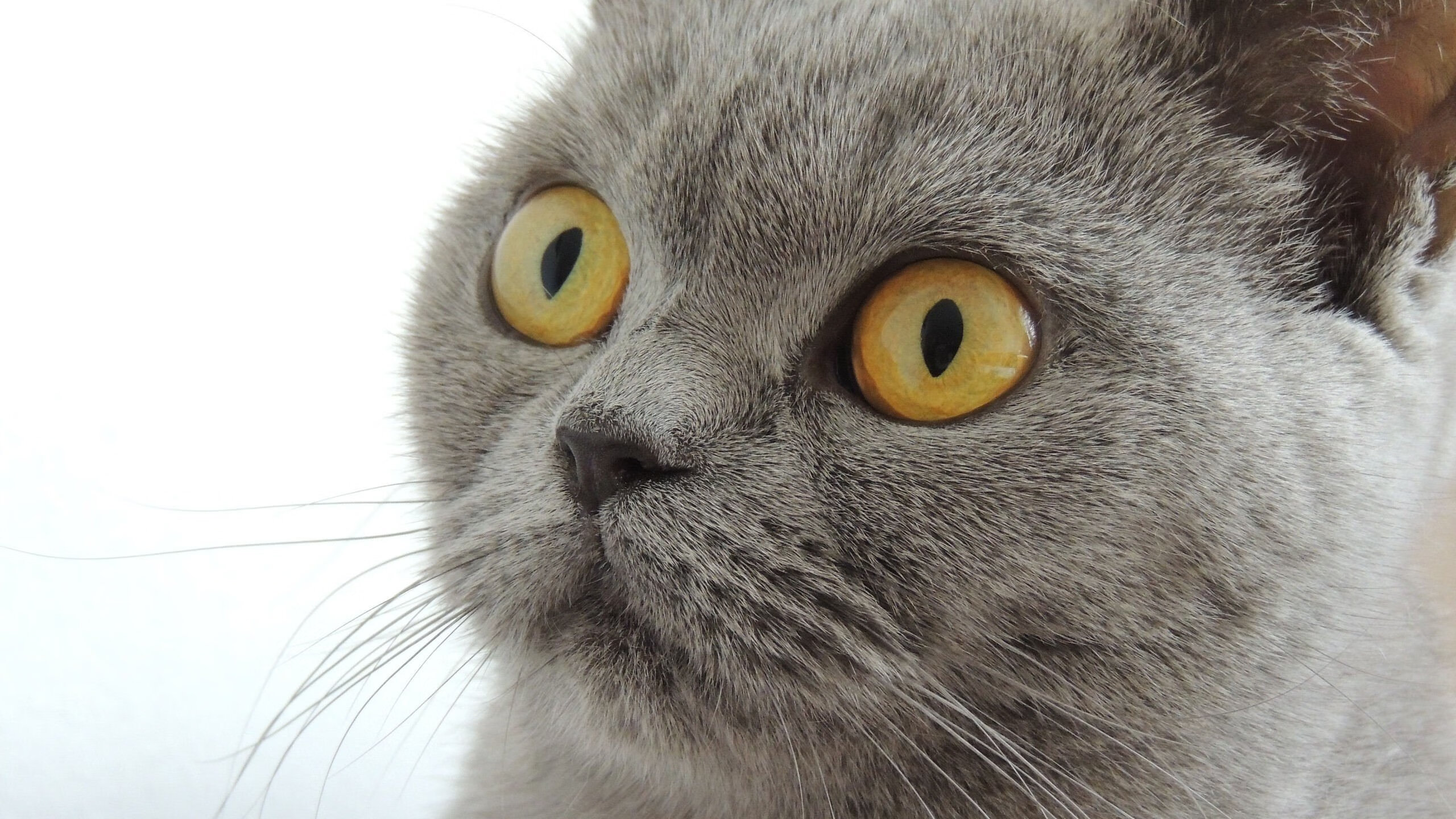 埃弗顿终于止颓,获得宝贵三分,埃弗顿吧 百度贴吧