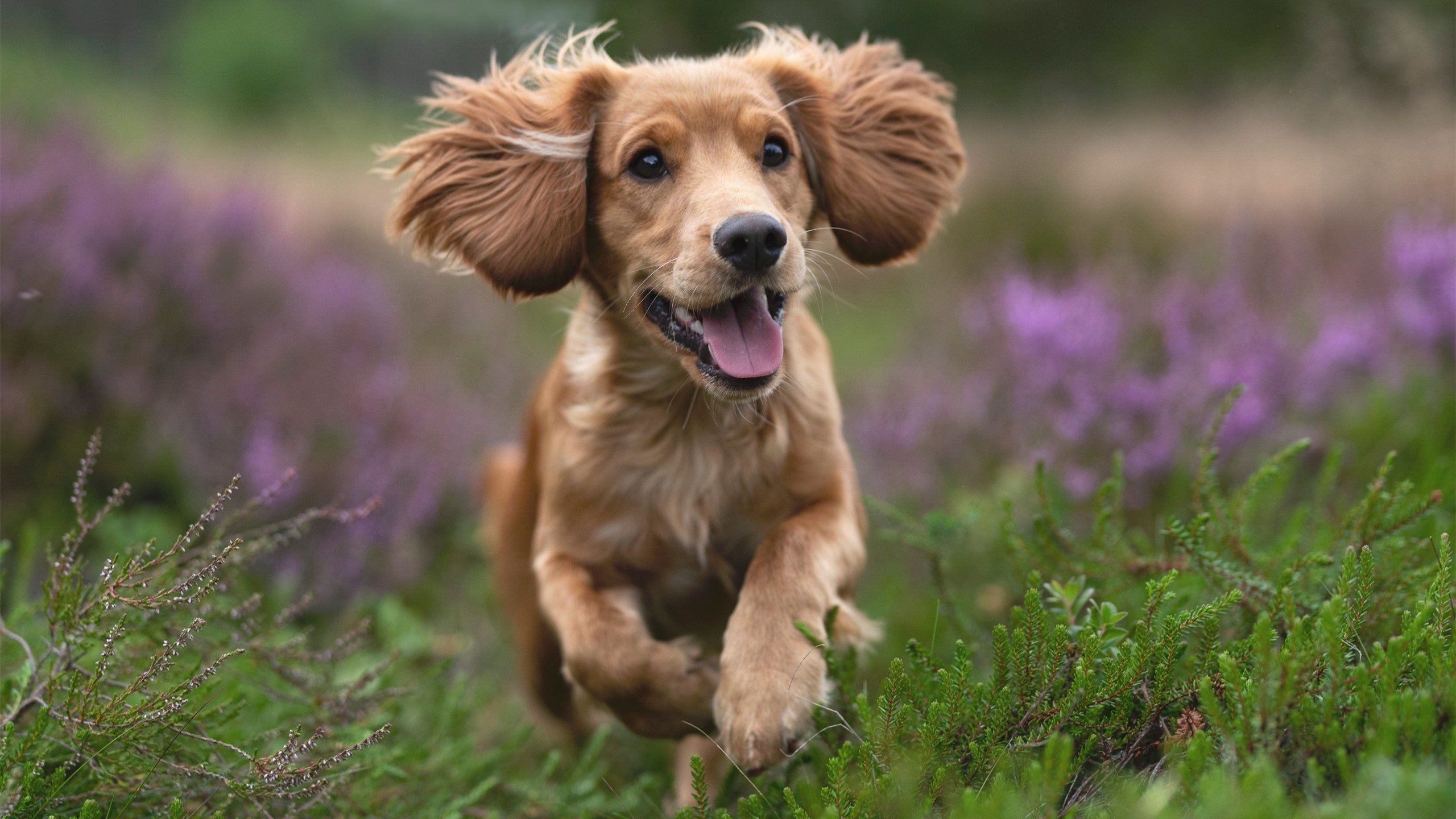 爱游戏官网-影响深远的裁判判罚：争议背后的深入分析，裁判影响比赛