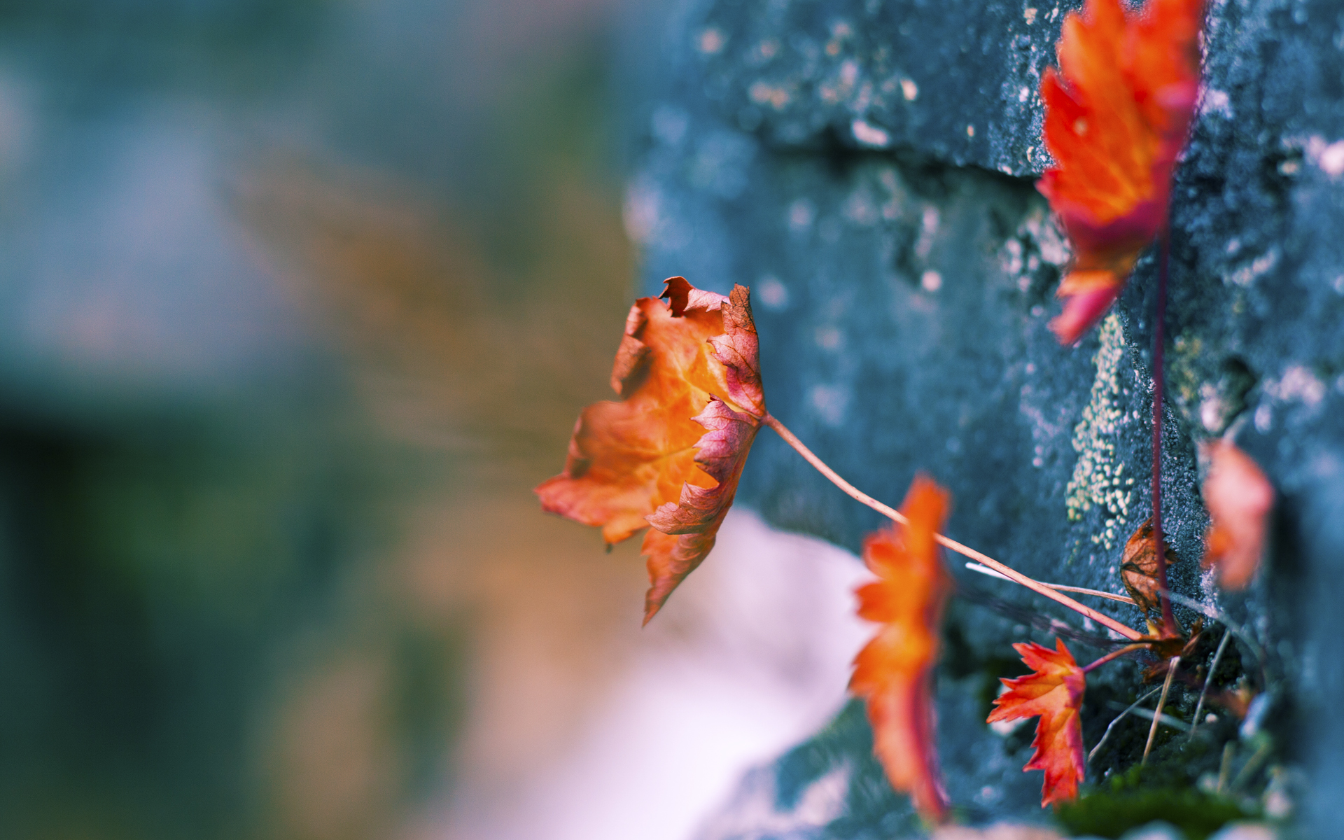 斯蒂芬·库里带领金州勇士重返季后赛,金州勇士史蒂芬库里