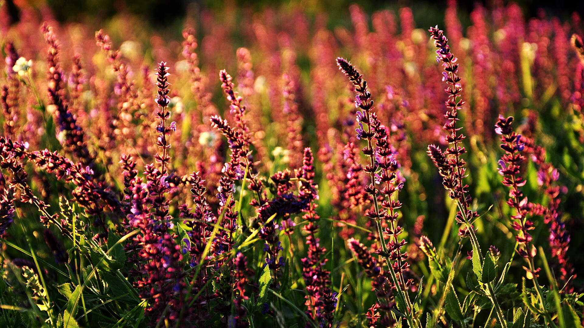 英格兰男篮在欧洲青年篮球锦标赛中展现潜力，英格兰青年队成绩