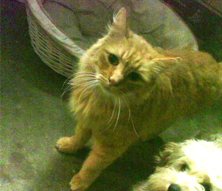 青训体系改革,注重技术与战术结合,青训模式