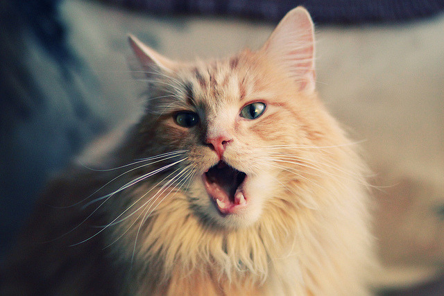 AYX体育-哥伦比亚队主场告负，主帅面临考验，哥伦比亚队大名单