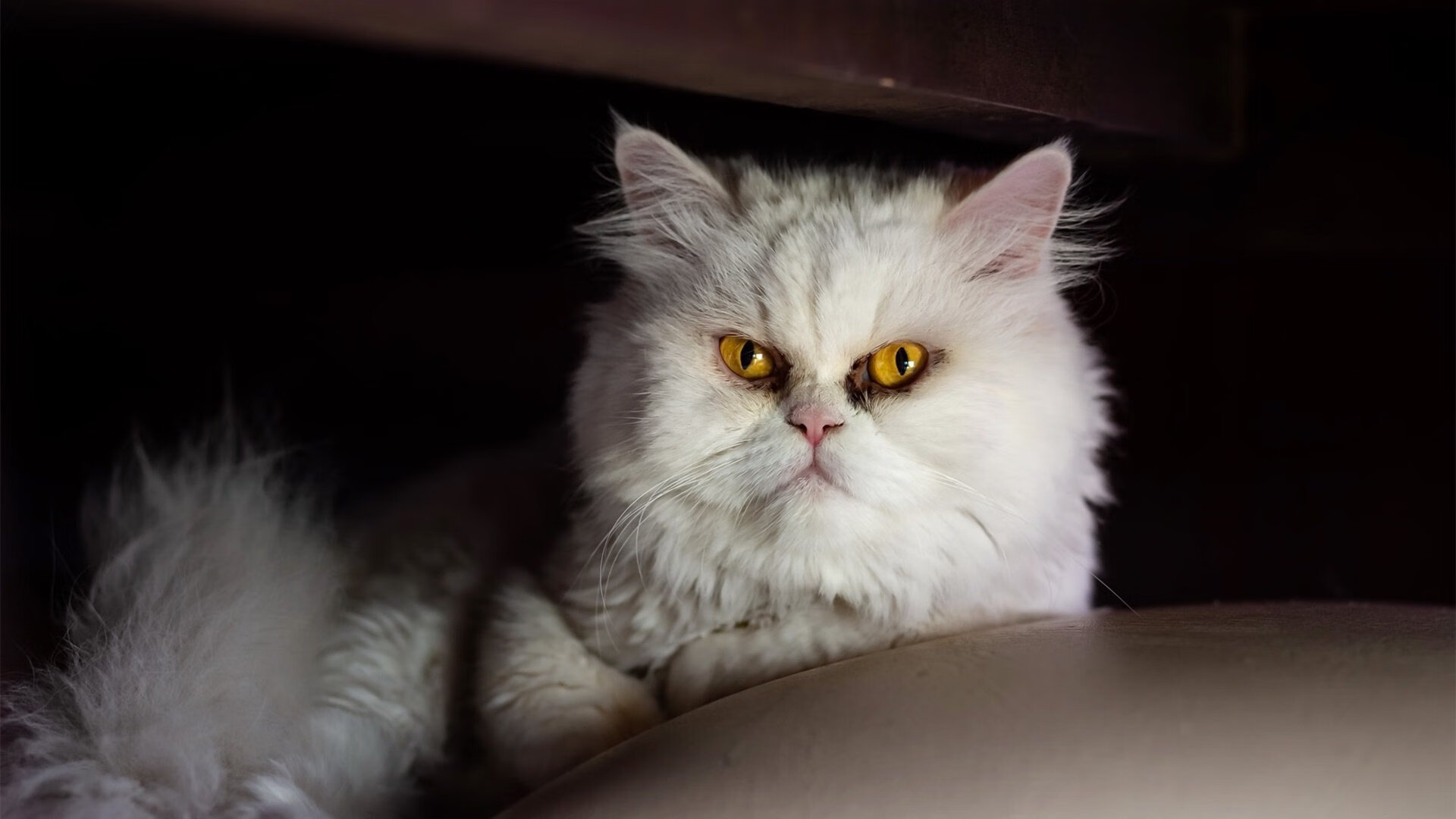 横滨水手防守稳健失球减少，横滨水手主力