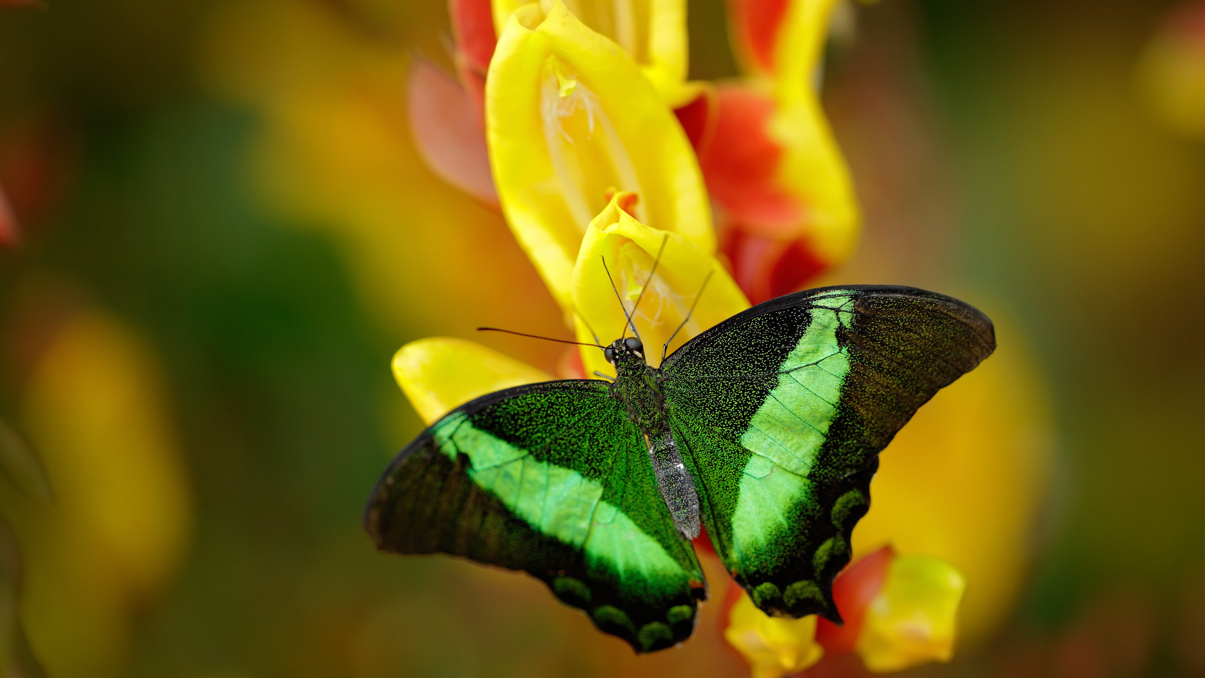 皇家马德里连续五场联赛保持不败，皇家马德里2020