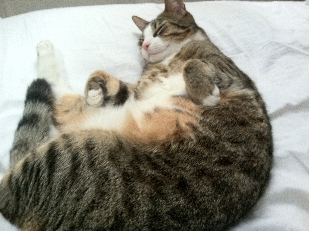 AYX GAME-维达德卡萨布兰卡计划扩建主场，提升球迷体验，达维德卡拉布里亚