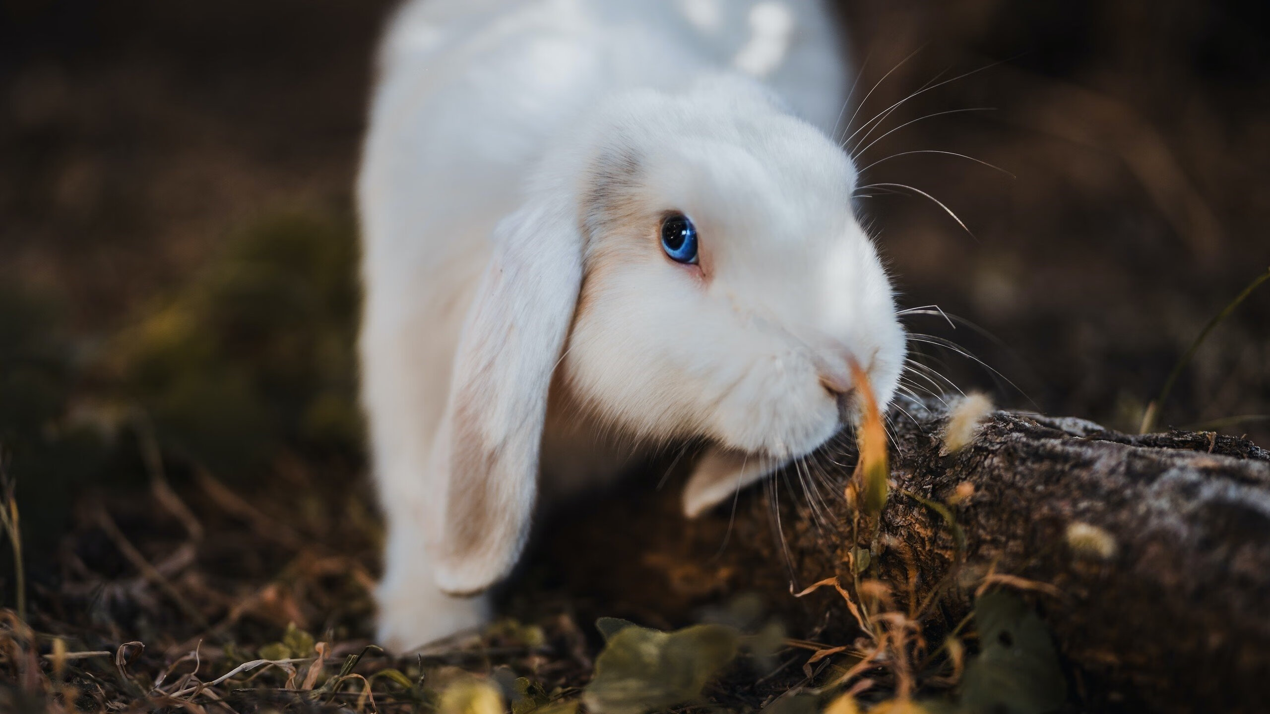 隆多尼亚在最新一场比赛中获得胜利,隆多2021最新赛事