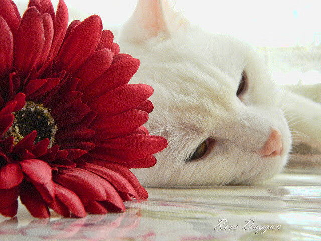 中超球队边路战术调整路径可视追踪,中超边后卫