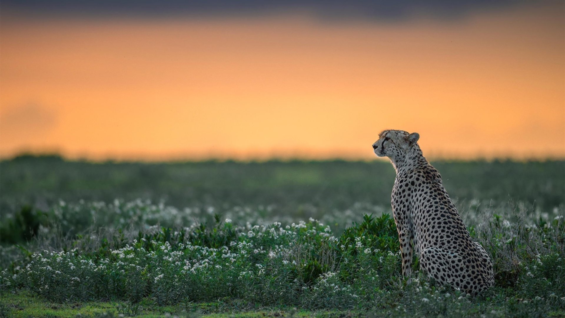 新生代选手操作细腻逐渐占据主力位置，新生代操盘手法