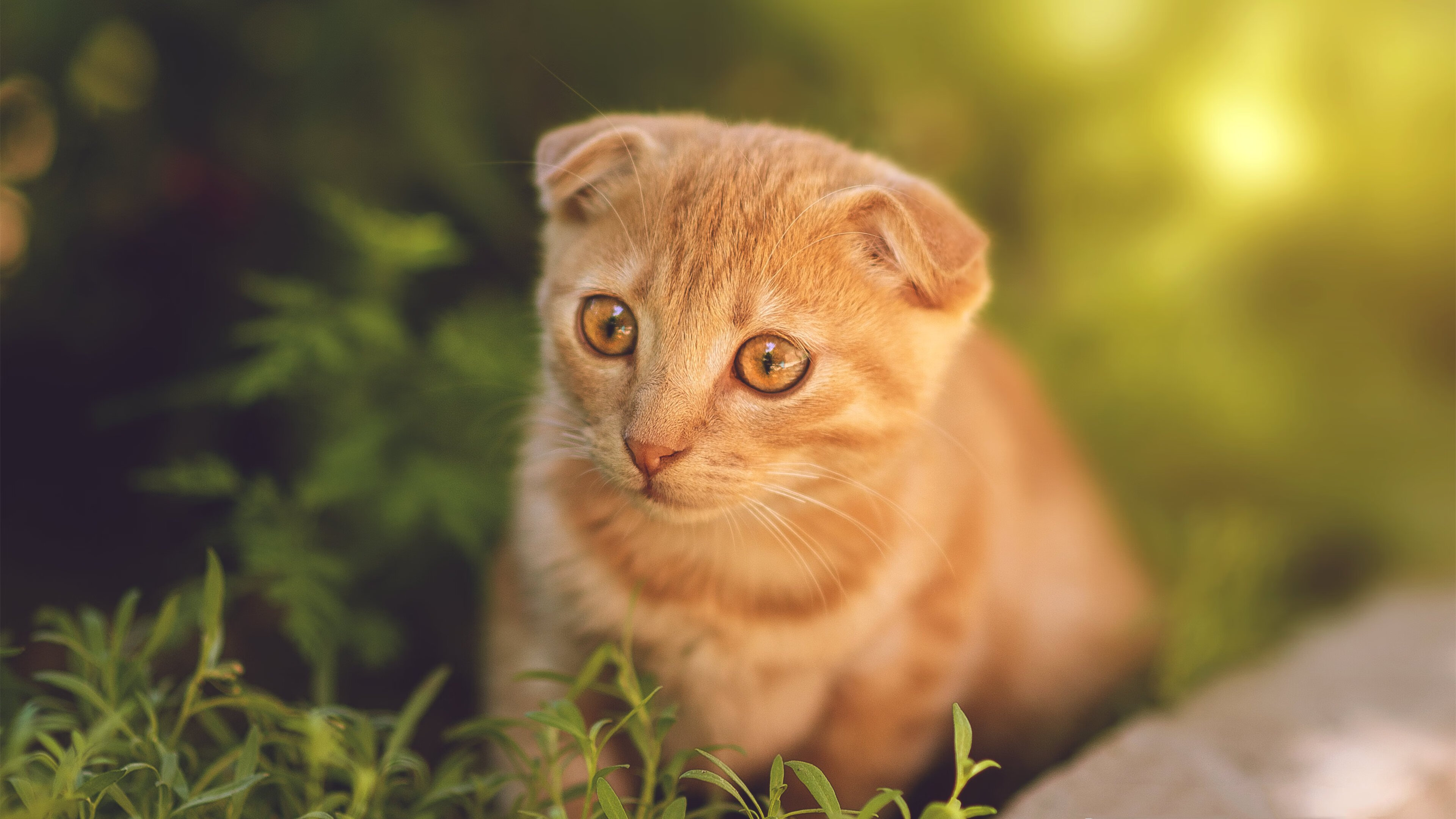 巴西青训体系持续升级,未来足球之星不断涌现